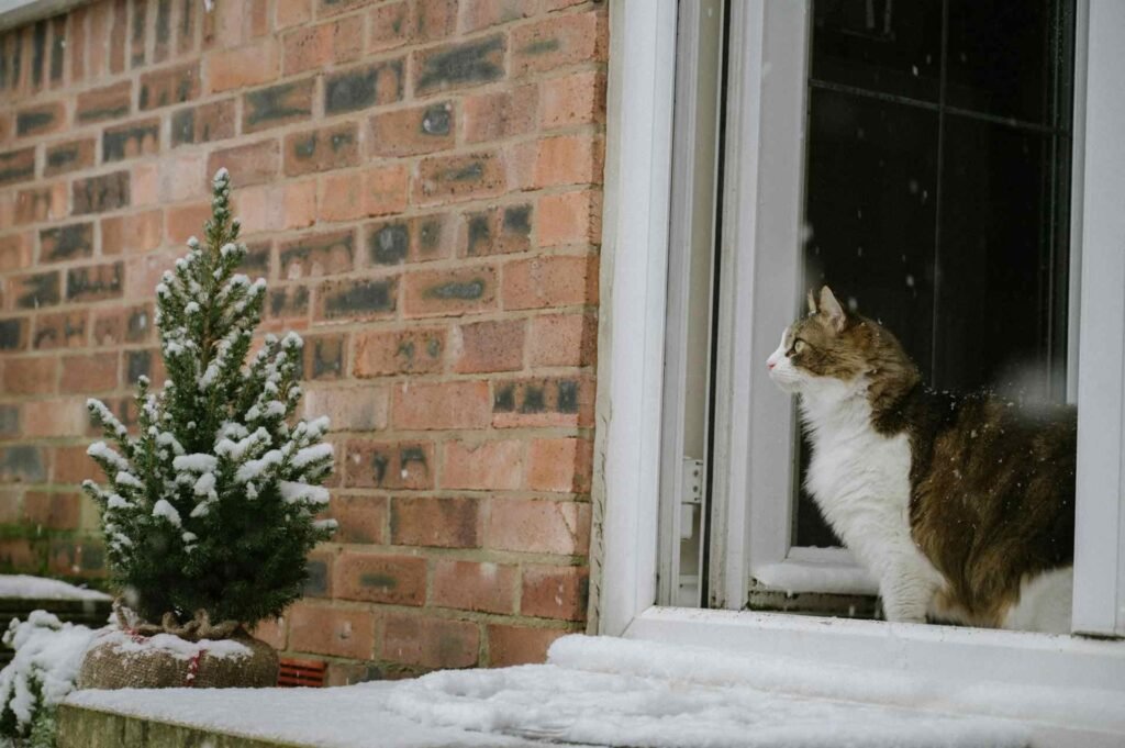 A cat standing in the frame of a door looking outside while its snowing.