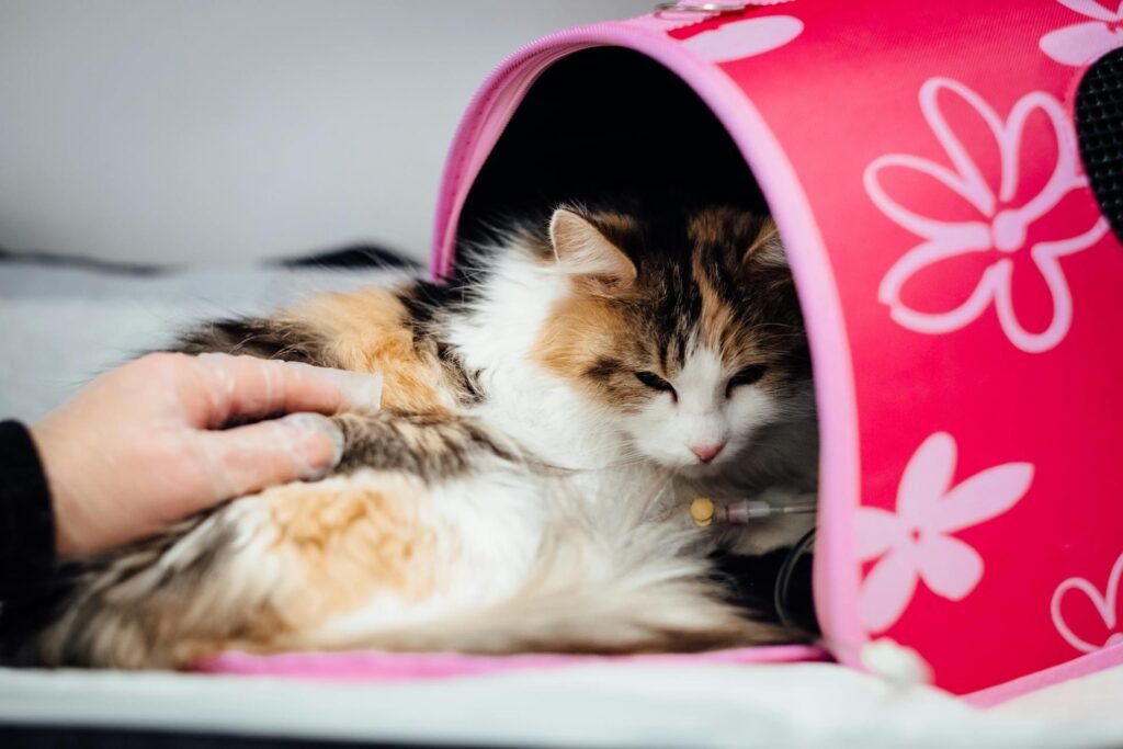 A cat with long fur in a red soft carrier for a vet visit.
