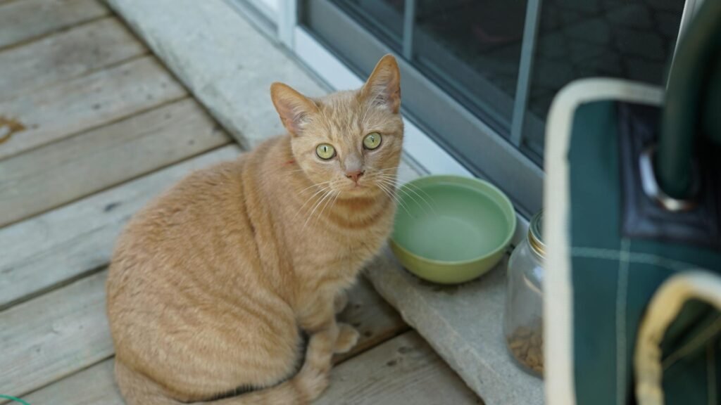 A cat looking up next to an elevated green water bowl.