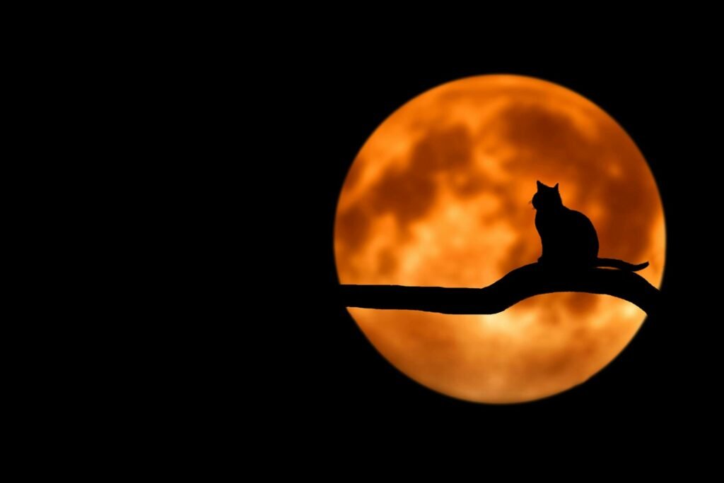 A cat on a tree in front of an orange moon at night.
