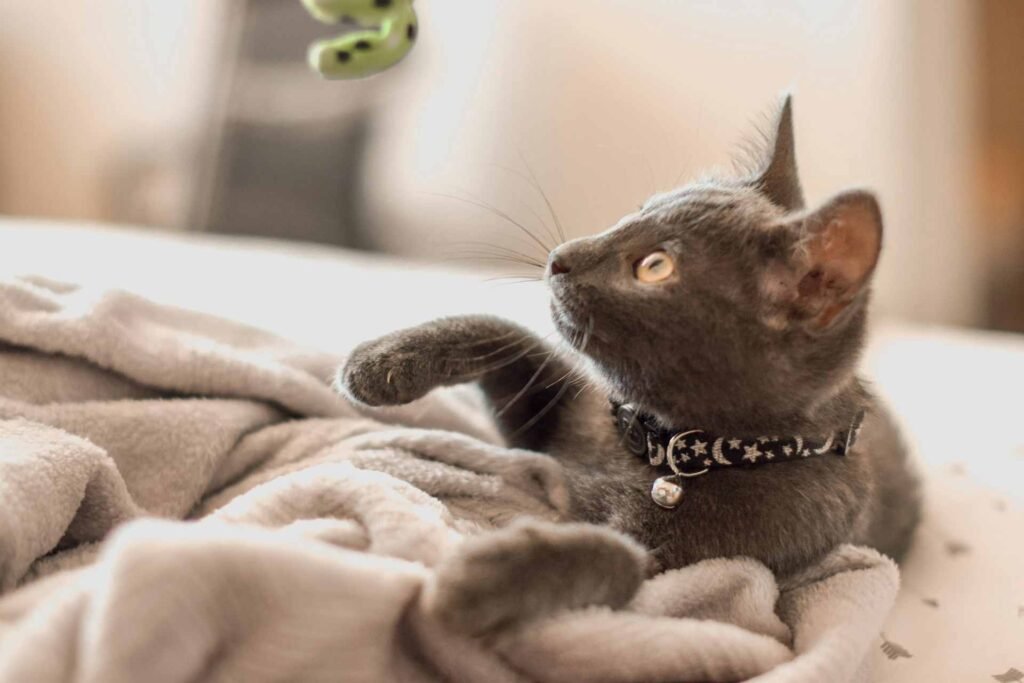 A grey cat on blankets pawing at a green toy in the air.