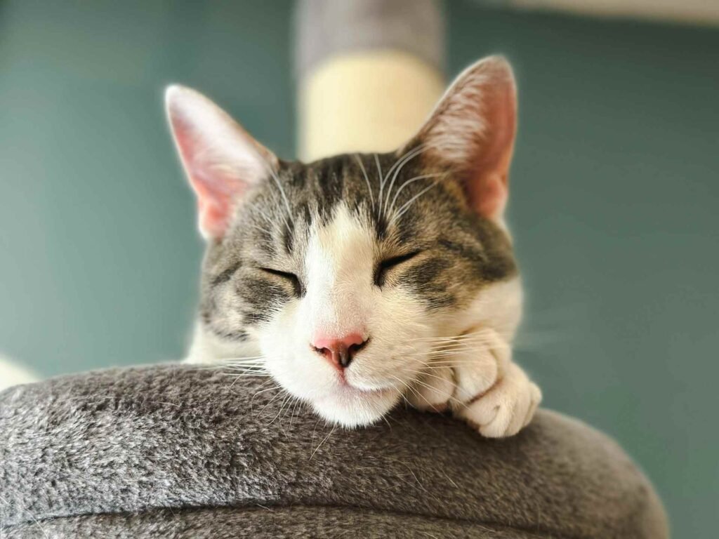 A white and grey cat sleeping on a cat tree.