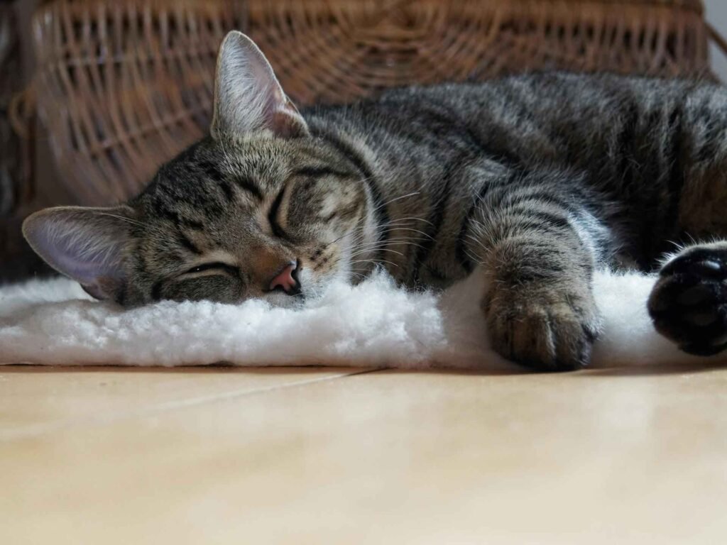 A tabby cat sleeping on a white and fluffy blanket.