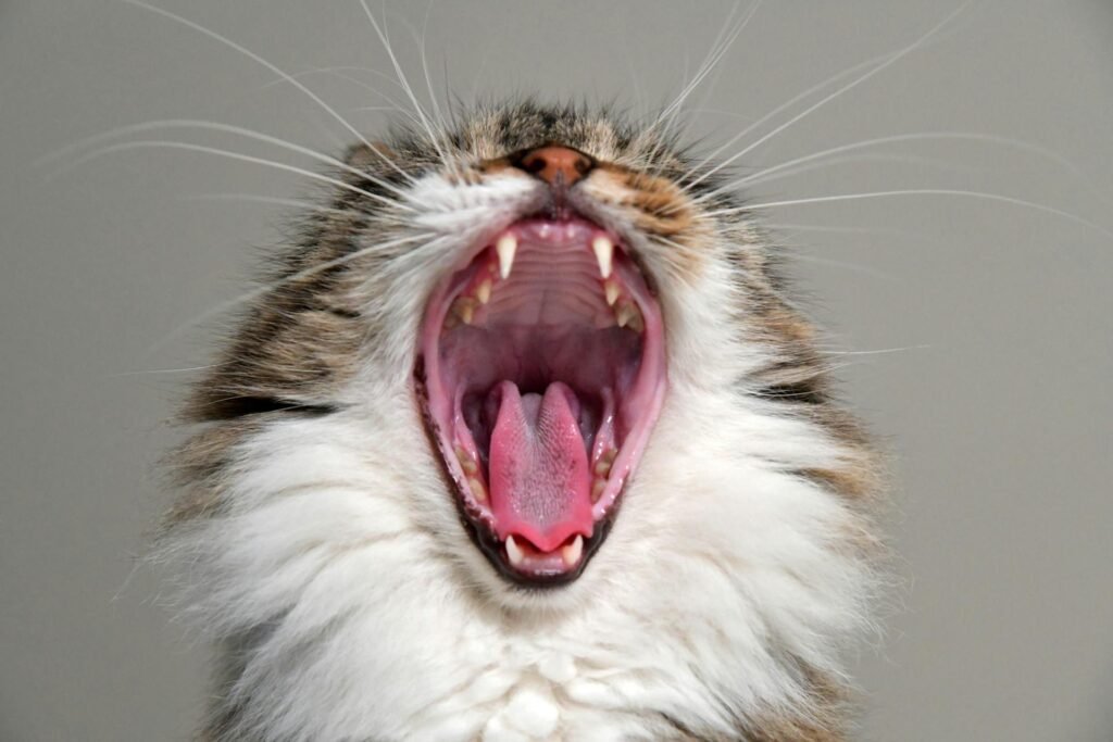 A close up of a cats teeth with wide open mouth.