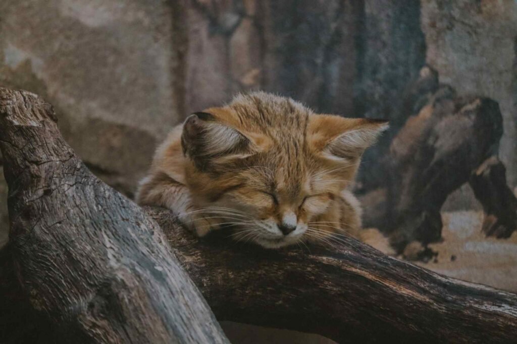 A wild desert cat taking a nap on a log.