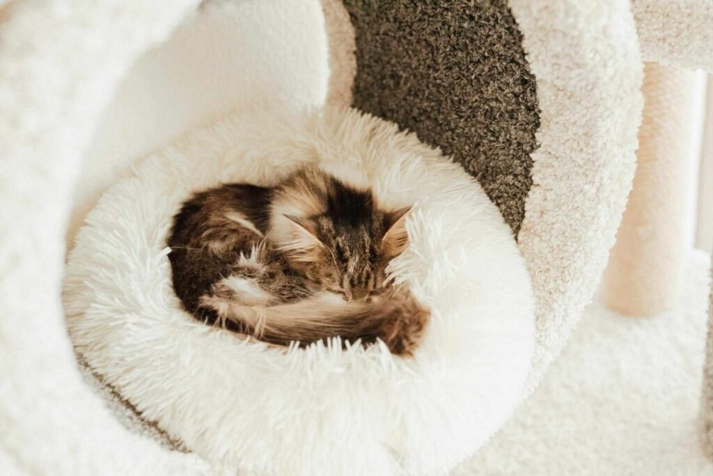 A brown kitten with long fur sleeping in a white cat bed.
