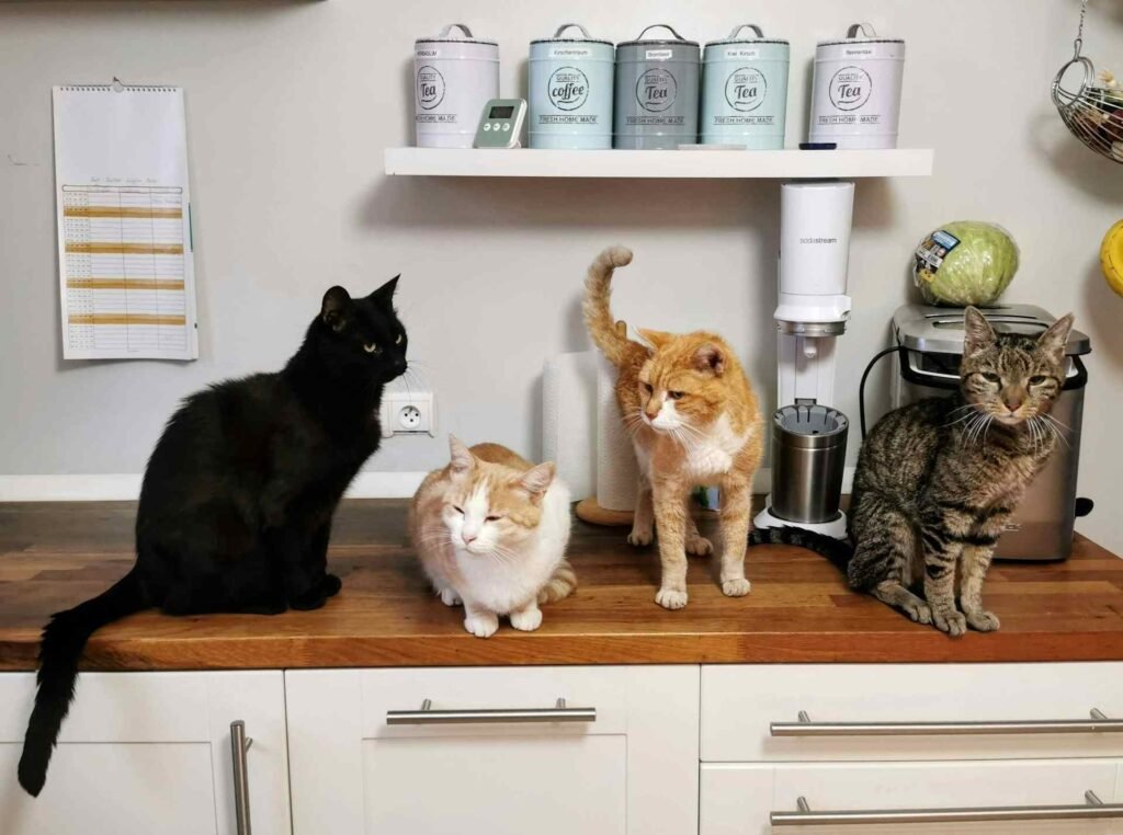 Multiple different cats sitting on a kitchen counter.