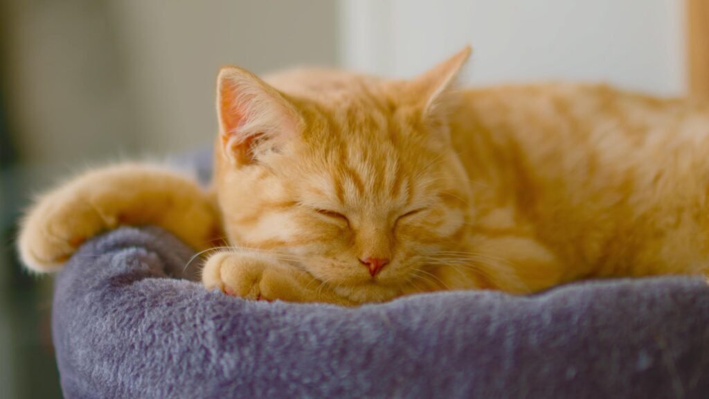 An orange cat sleeping in a cat bed with raised edges.