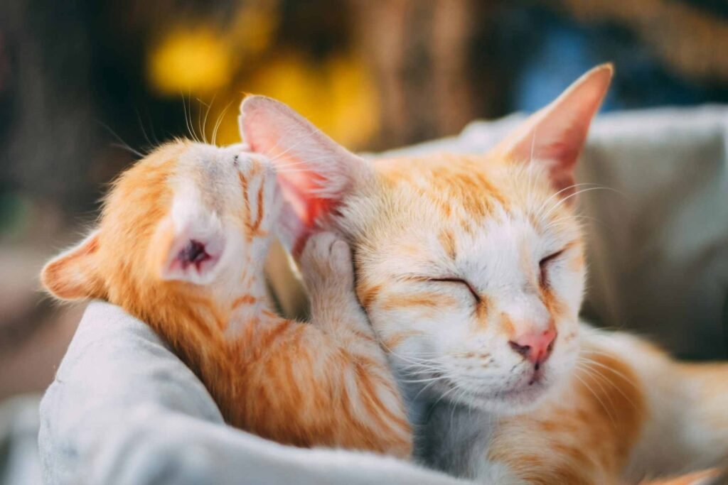 An orange kitten and its cat mom cuddling while the kitten licks the ear of its mom.