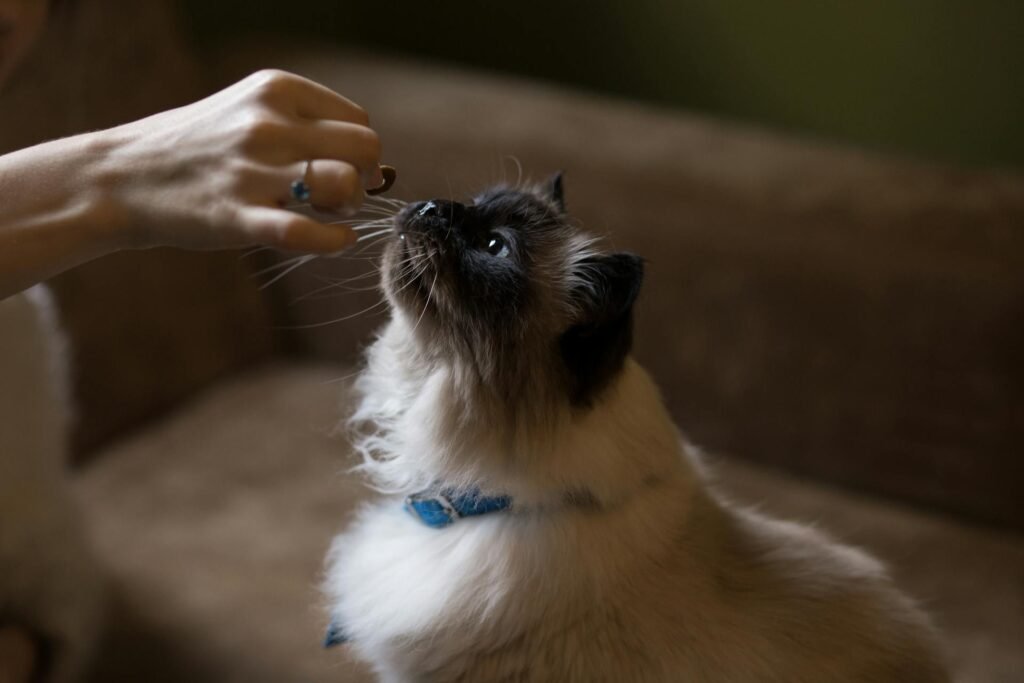 A person feeding a black and white cat with treats.