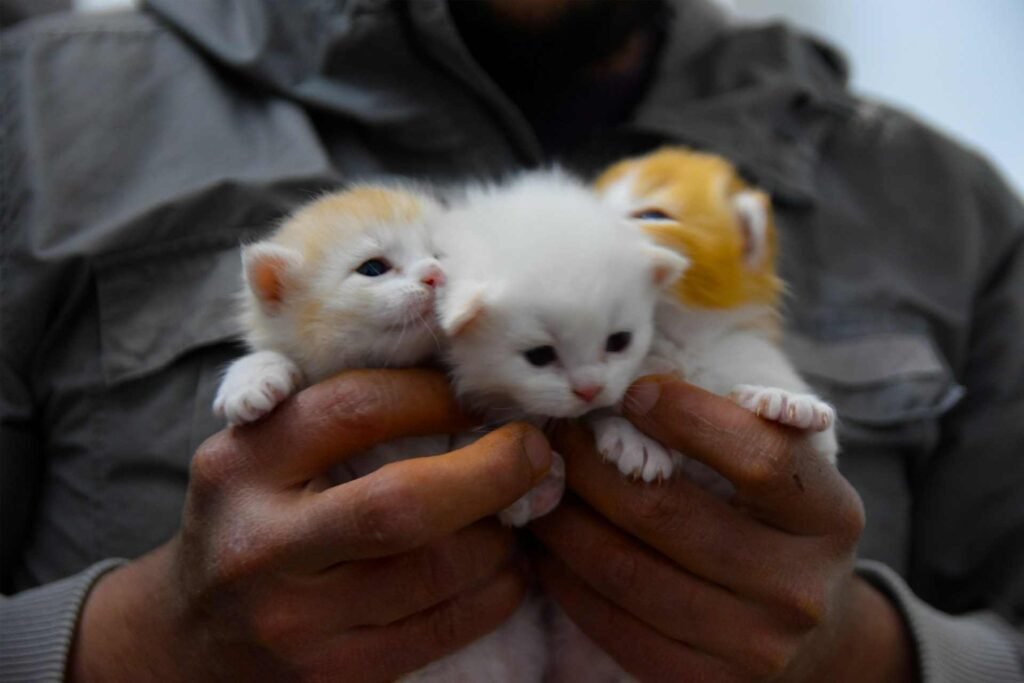 A person holding 3 white and orange kittens in their hands.