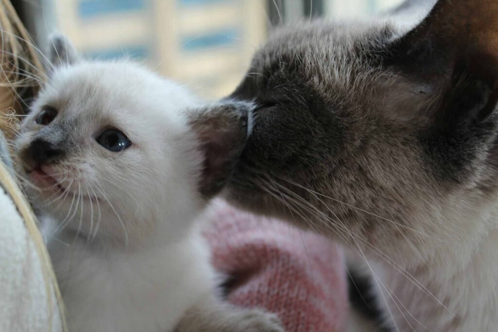 A siamese kitten in the arms of a person with its mom cat behind its neck.