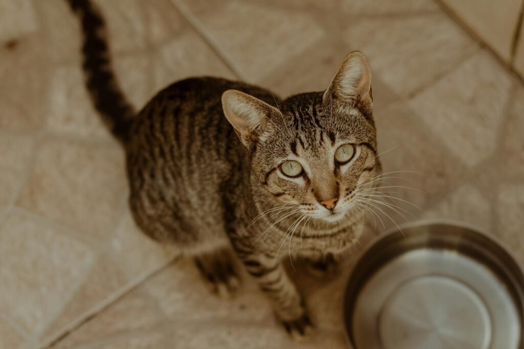 A tabby cat sitting in front of a stainless steel bowl looking up.