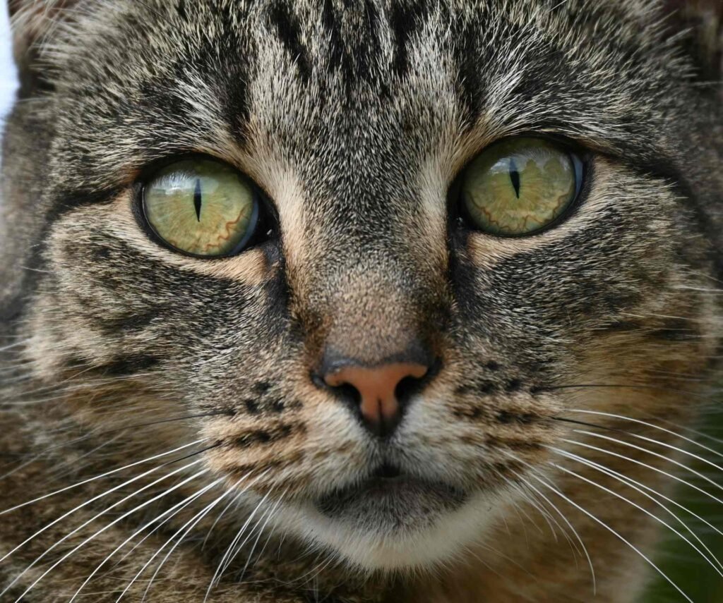 The whiskers of a tabby cat up close.
