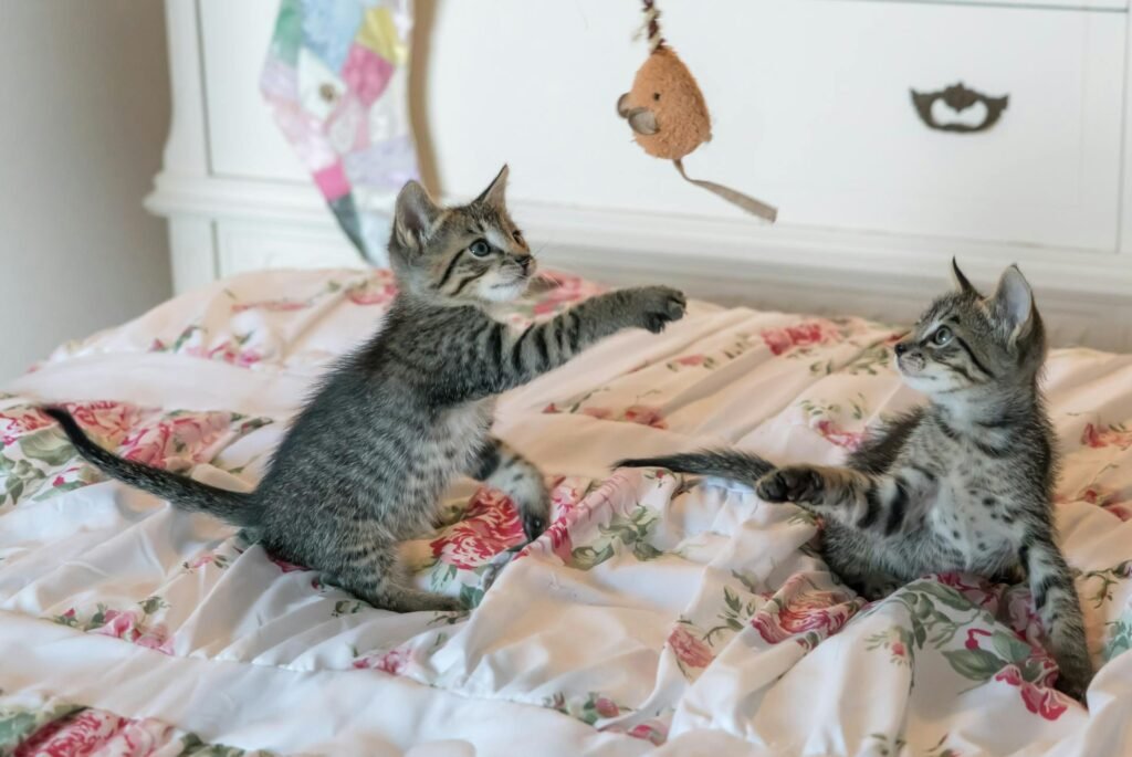 Two kittens playing with a mouse hanging in air on a bed.