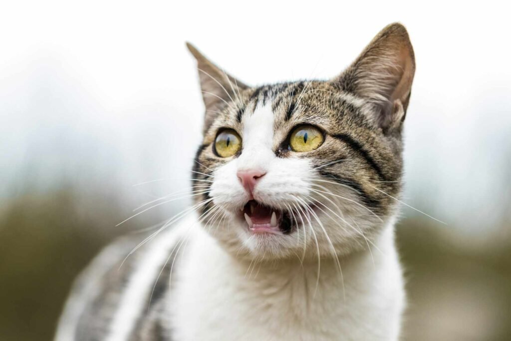 A white and brown cat looking shocked outdoors.