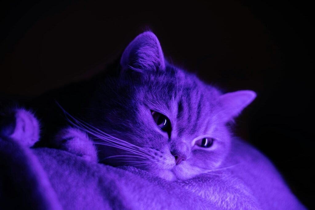 Are Cats Scared of the Dark? Feline Nighttime Behavior Explained