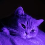 A kitten in dimmed purple light lying down at night with its eyes still open.