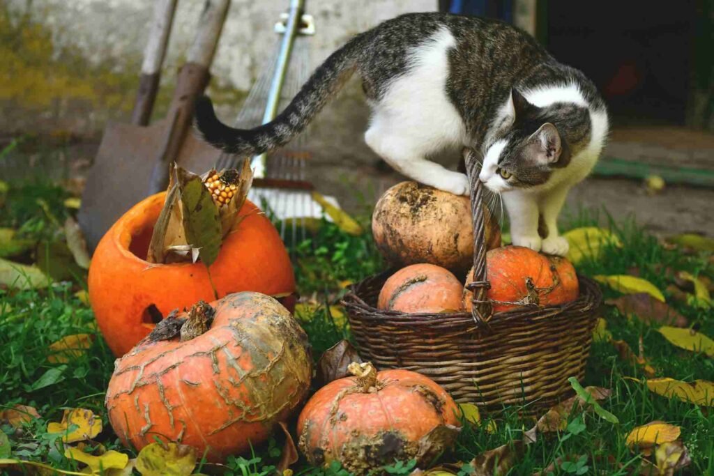 A cat standing on a basket of pumpkins next to some more pumpkins on the grass.