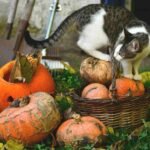 A cat standing on a basket of pumpkins next to some more pumpkins on the grass.
