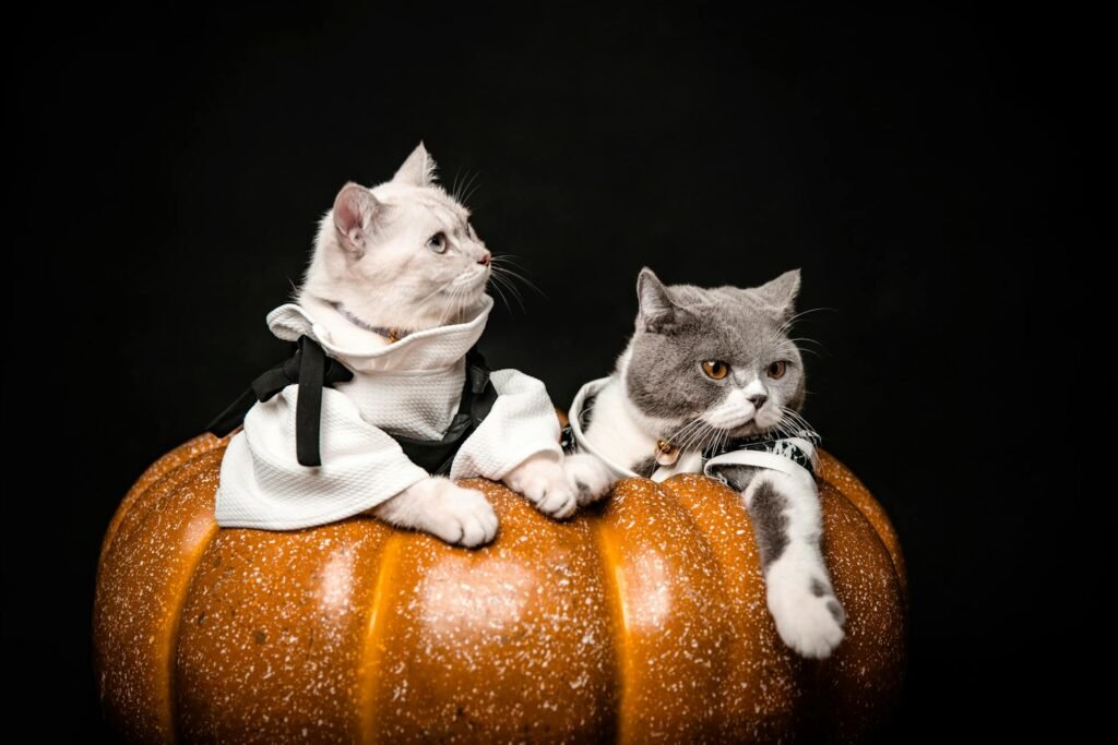 Tow cats with costumes sitting in a pumpkin together.