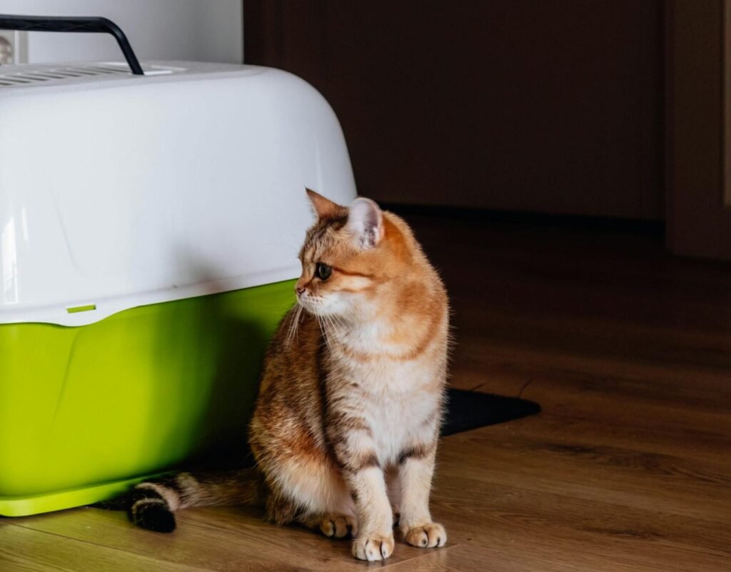 An orange cat sitting in front of a hard sided cat carrier on a wooden floor.