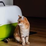 An orange cat sitting in front of a hard sided cat carrier on a wooden floor.