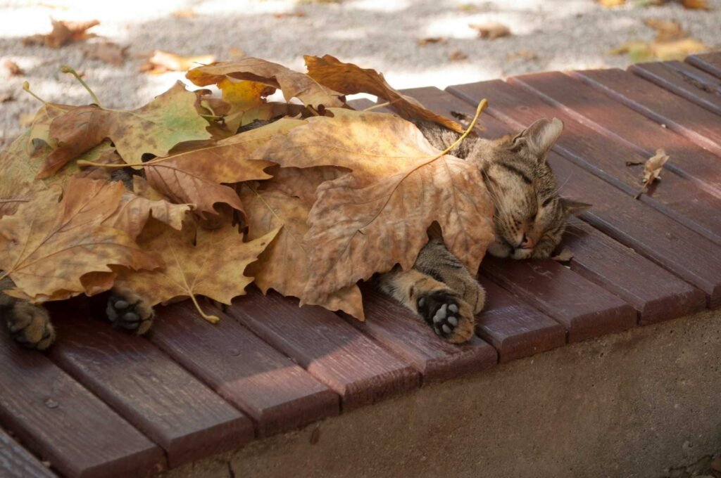 A cat sleeping on a wooden bank outside covered in leaves during fall.