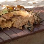 A cat sleeping on a wooden bank outside covered in leaves during fall.