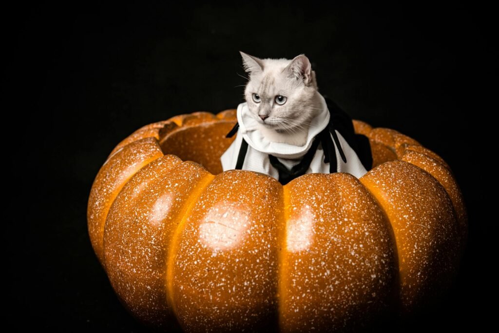 Funny Cat Halloween Costumes: From Pumpkins to Vampires