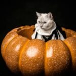 A cat sitting in a pumpkin decoration with a Halloween costume on.