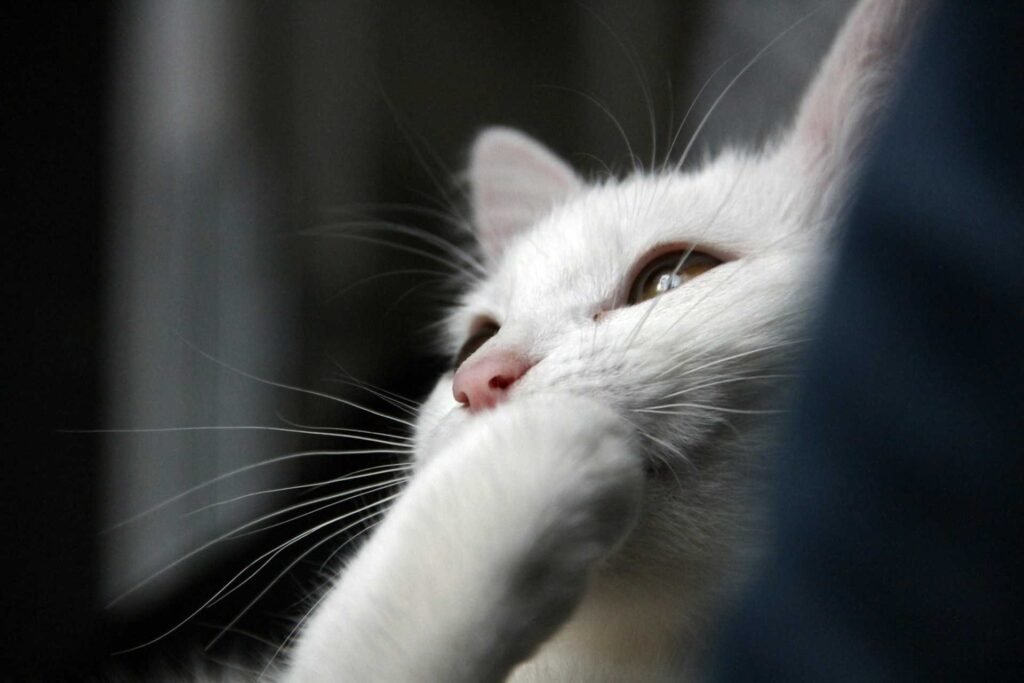 A white cat cleaning its paw looking like its hiding a laugh.