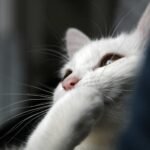 A white cat cleaning its paw looking like its hiding a laugh.