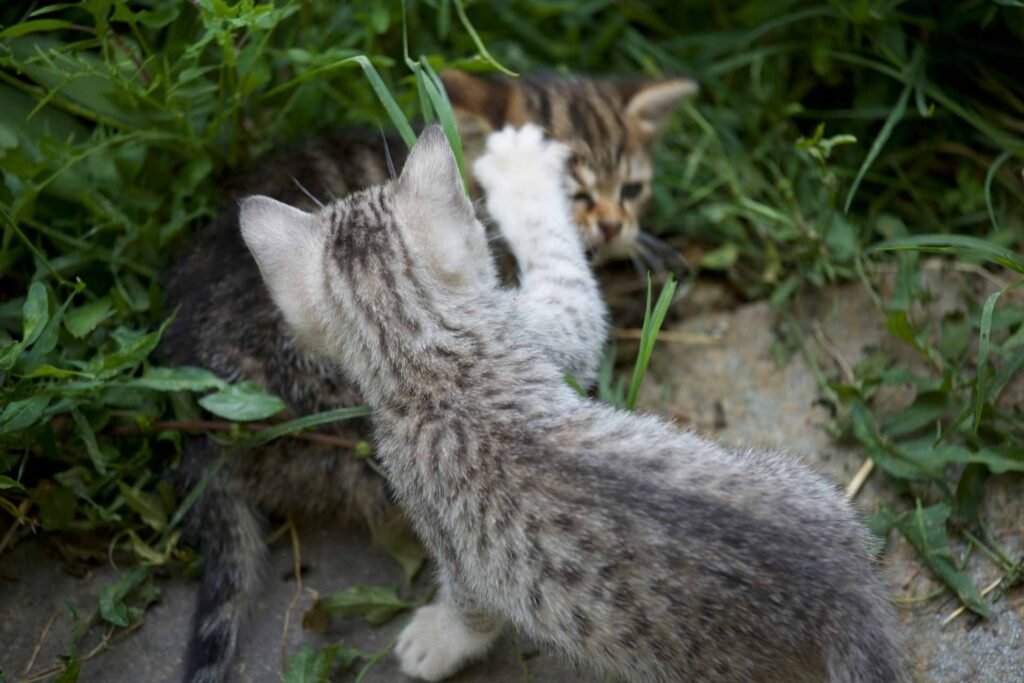 Two kittens fighting in the grass outdoors.