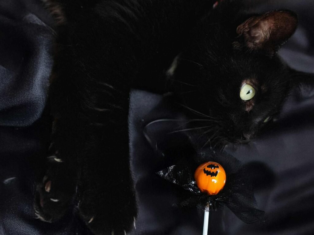 A black cat lying on a black textile with an orange halloween lollipop in front of it.