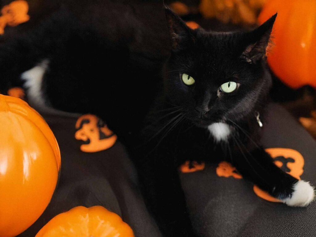 The Best Spooky Cat Toys for This Halloween Season