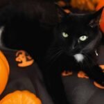 A black cat surrounded by pumpkins and Halloween cat toys.