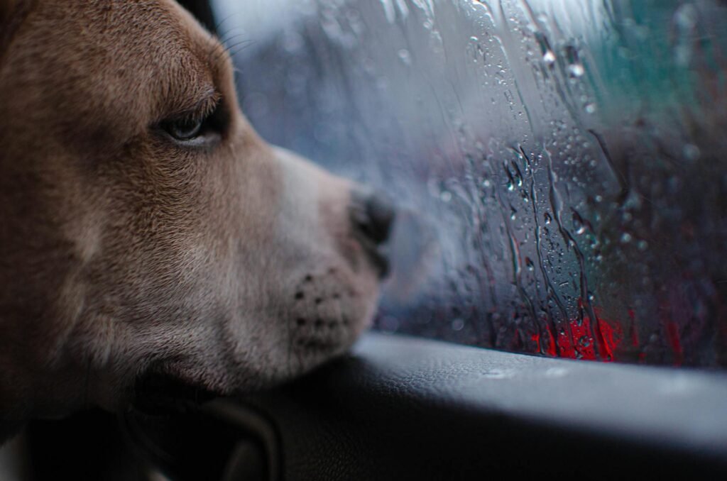 A dog watching a storm out of a closed car window with rain on it.
