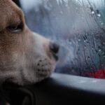 A dog watching a storm out of a closed car window with rain on it.