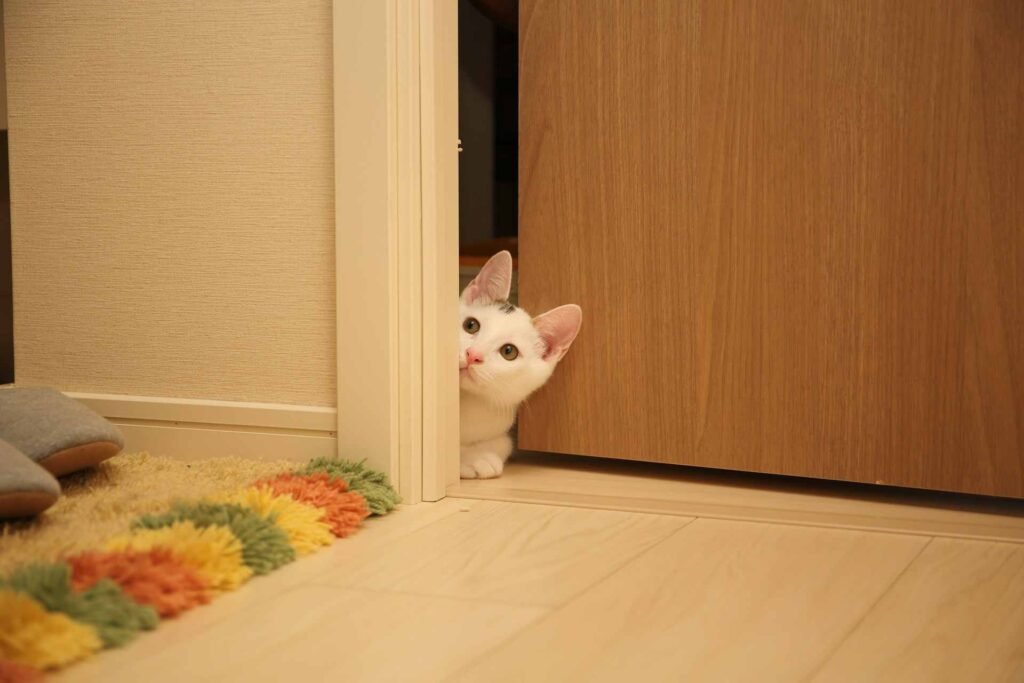 A white cat looking into a room through a small door gap.
