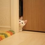 A white cat looking into a room through a small door gap.