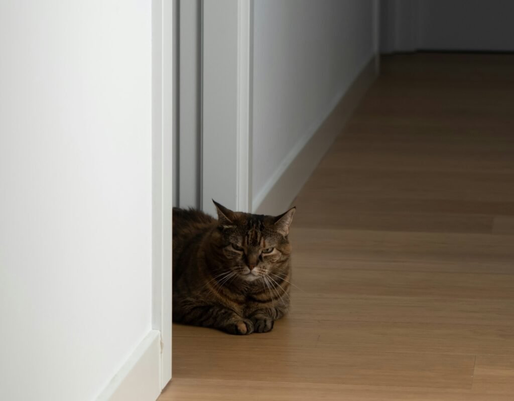 An angry brown tabby cat sitting in an open door frame looking into the hallway.