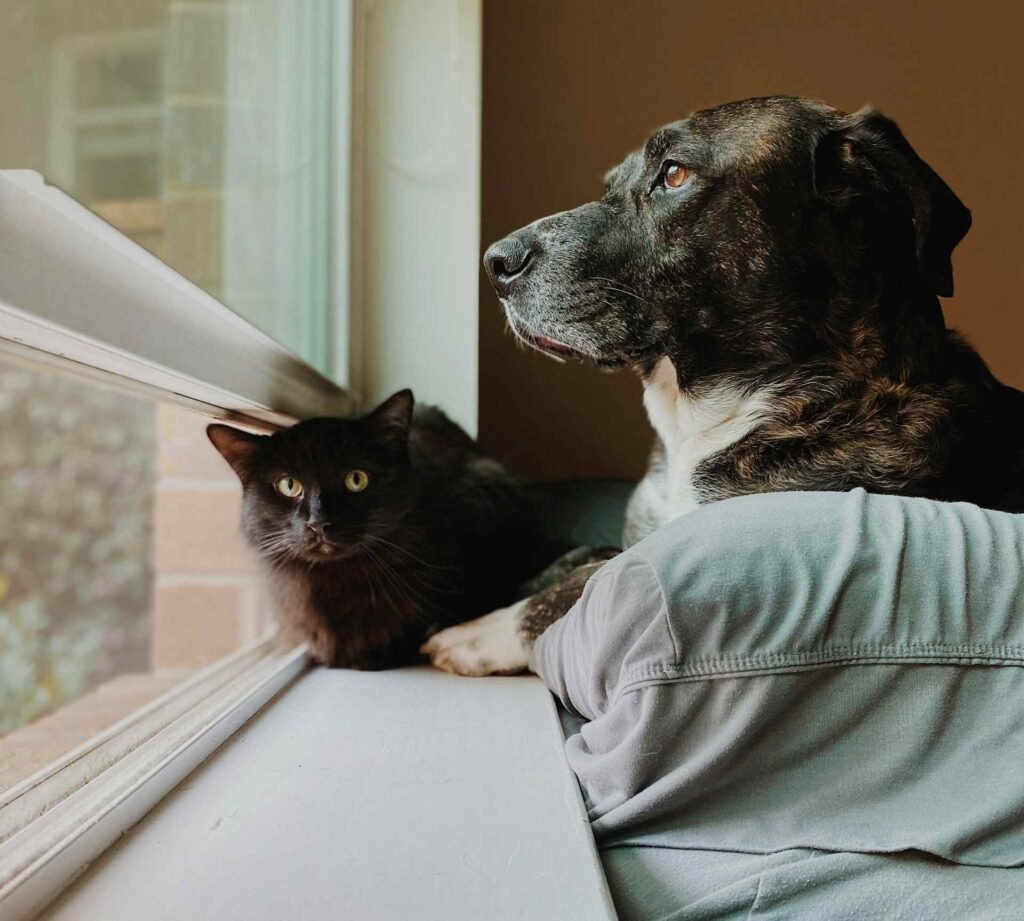 A black cat and a black and white dog sitting together in front of window.
