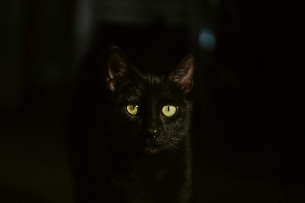 A black cat in the dark with bright yellow eyes.