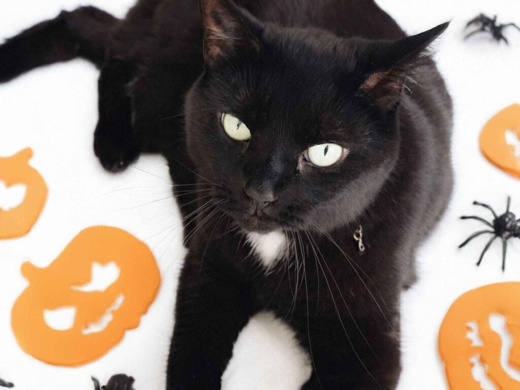 A black cat with white eyes surrounded by halloween decorations like pumpkins and spiders.