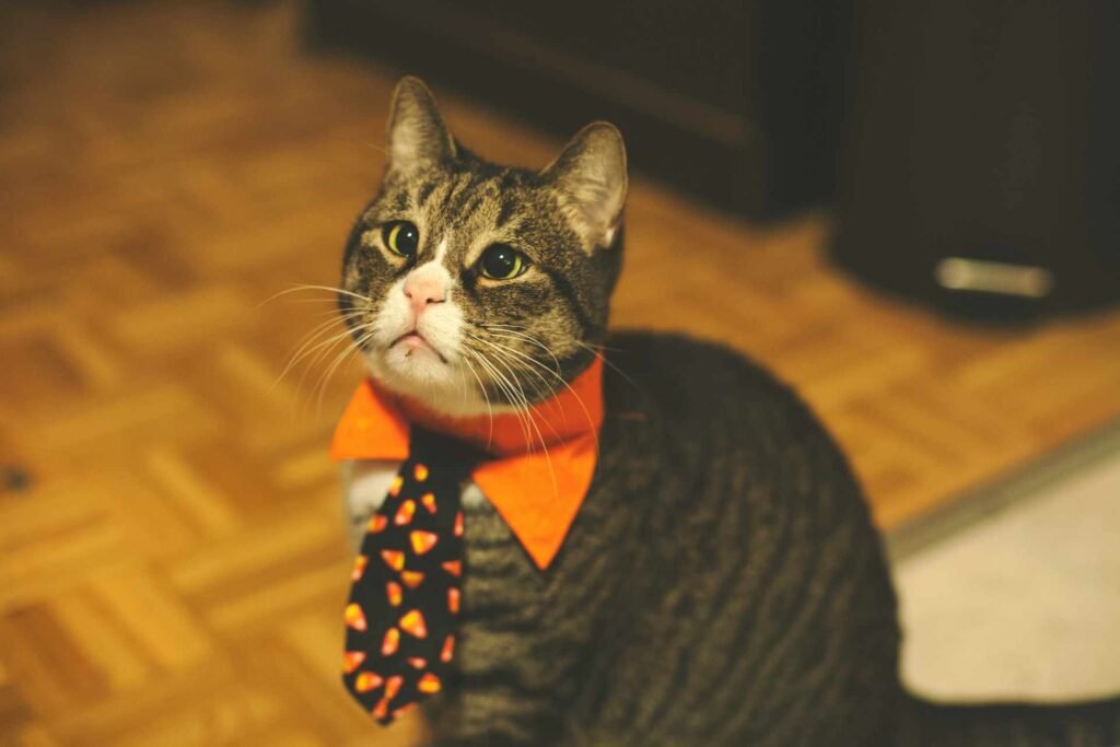 DIY Halloween Costumes for Cats That Actually Work