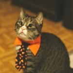 A cat with an orange collar and a tie sitting down looking a bit sad upwards.