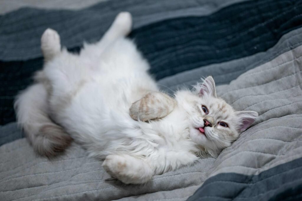 A funny looking white cat lying on its back on a bed.
