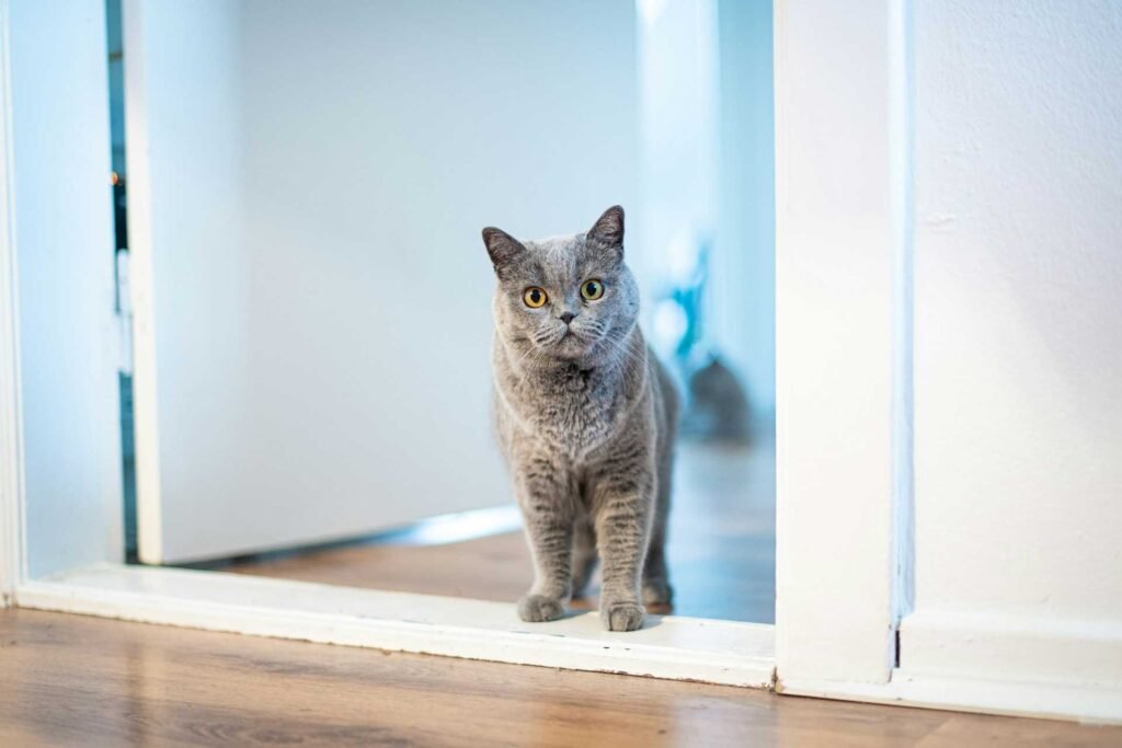 A grey cat standing in a white door frame in between 2 rooms.