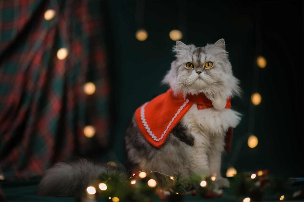A grey white cat with long fur wearing a red cape around some lights.